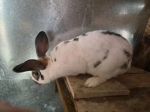 iepuri fluture german de vanzare