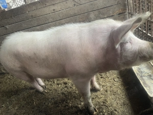 Vând porc.  - imagine 2