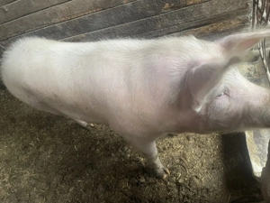 Vând porc.  - imagine 3