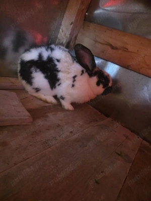 iepuroi fluture german pentru monta  - imagine 5