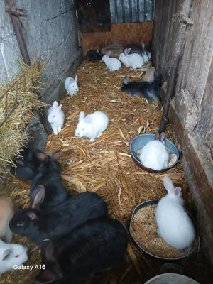 De vânzare puii de iepuri  - imagine 4