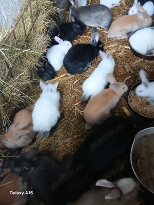 De vânzare puii de iepuri  - imagine 2