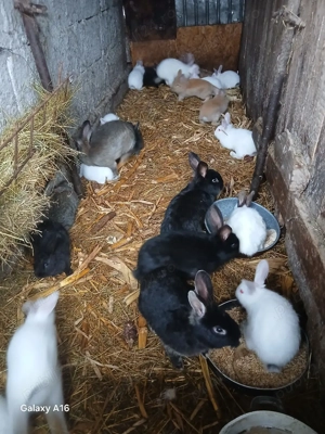 De vânzare puii de iepuri  - imagine 5