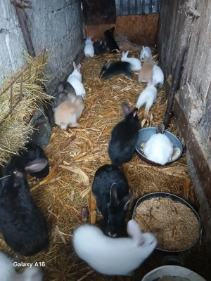 De vânzare puii de iepuri  - imagine 3