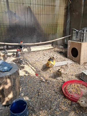 Fazani exotici - imagine 2