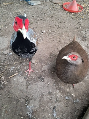 Fazani exotici - imagine 3