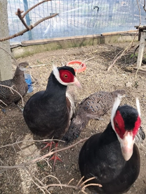 Fazani exotici - imagine 5