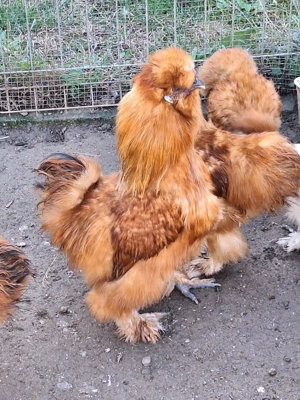 Fazani exotici - imagine 4