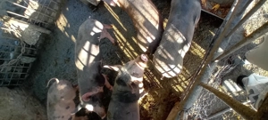 Pietrean cu duroc  - imagine 3