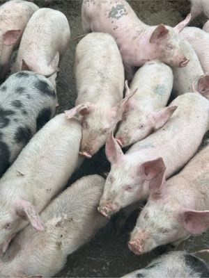 Vând 30 șoldani  - imagine 2