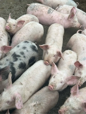 Vând 30 șoldani  - imagine 3