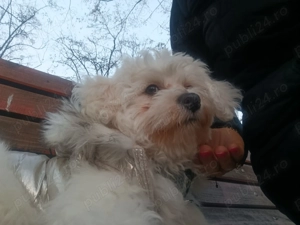 Bishon Maltez de vânzare 