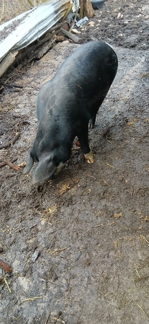 vand scroafa cu purcei  - imagine 4