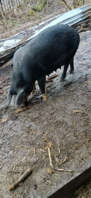 vand scroafa cu purcei  - imagine 3