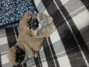 Vând pechinez Imperial doua fetițe  - imagine 2