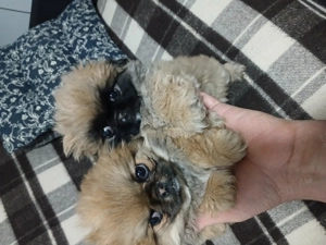 Vând pechinez Imperial doua fetițe 