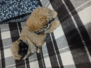 Vând pechinez Imperial doua fetițe  - imagine 3