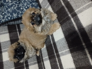 Vând pechinez Imperial doua fetițe  - imagine 4