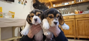 Câini beagle de vânzare, fete și băieți!