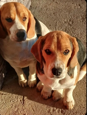Cățelușă Beagle de vânzare! - imagine 5