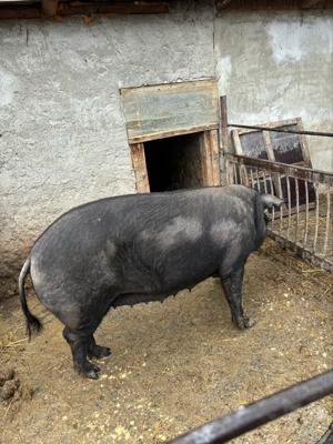 vand scroafa la prima fatare  - imagine 2