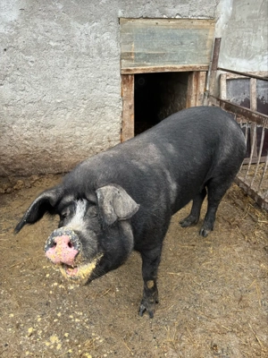 vand scroafa la prima fatare  - imagine 3