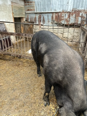 vand scroafa la prima fatare  - imagine 4