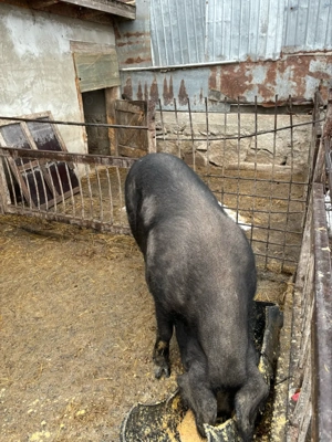 vand scroafa la prima fatare 