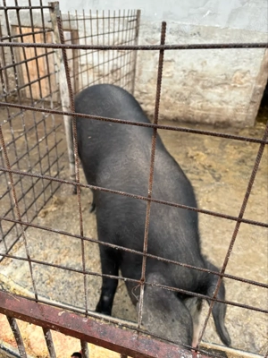 vand mascru  - imagine 2