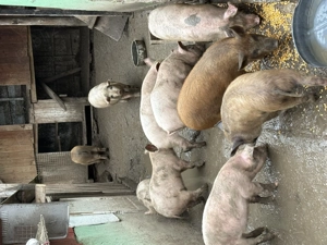 Purcei de vânzare  - imagine 3