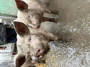 Purcei de vânzare  - imagine 2