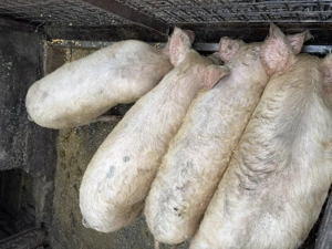 Purcei de vânzare  - imagine 4