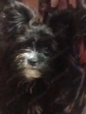 vînd cățel - imagine 5