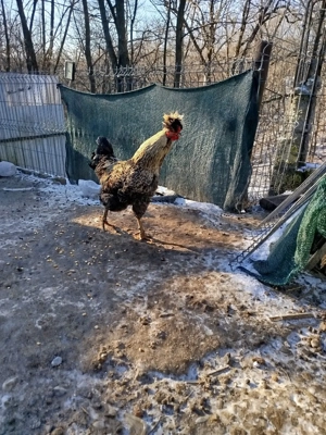 Vând un cocoș de casă moțat 200 lei. - imagine 2