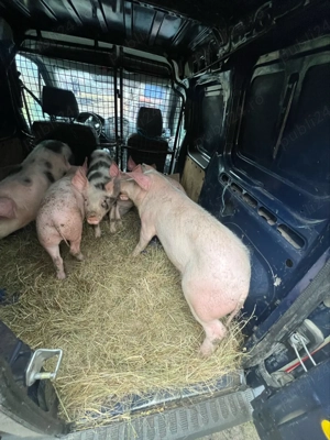 soldani de vanzare - imagine 2