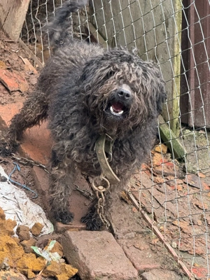 vand caine de intors oi  - imagine 2