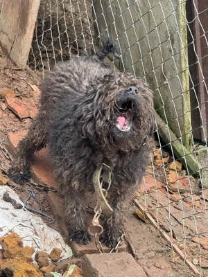 vand caine de intors oi  - imagine 3