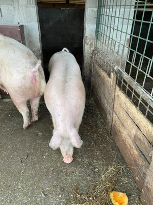 Purcei de vânzare  - imagine 4