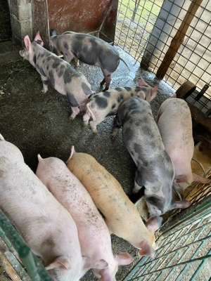 Purcei de vânzare  - imagine 2