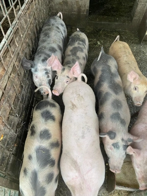 Purcei de vânzare  - imagine 3