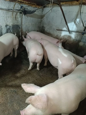 Porci de tăiat  - imagine 3