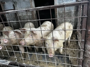 Vand purcei șoldani  - imagine 5