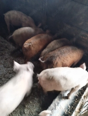 soldanasi foarte frumos 