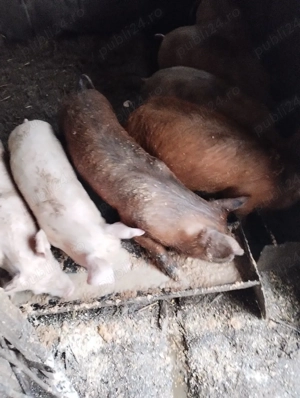 soldanasi foarte frumos  - imagine 3