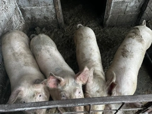 Vand purcei șoldani 