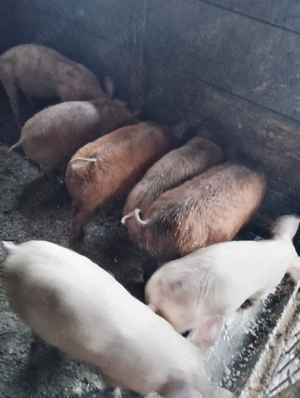 soldanasi foarte frumos  - imagine 4