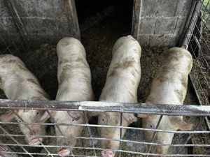 Vand purcei șoldani  - imagine 3