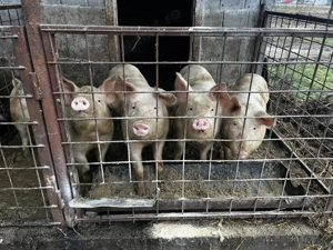 Vand purcei șoldani  - imagine 2