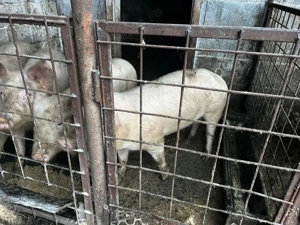 Vand purcei șoldani  - imagine 4