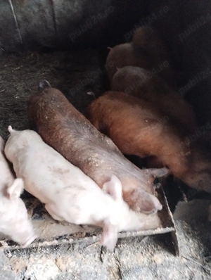 soldanasi foarte frumos  - imagine 5